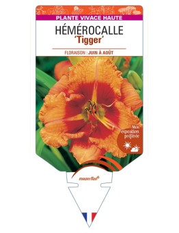 HEMEROCALLIS Tigger