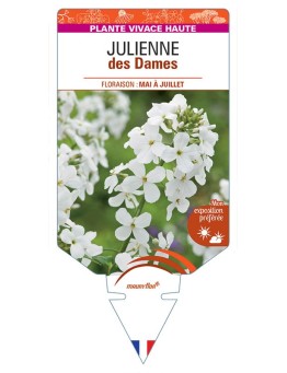 HESPERIS matronalis voir Julienne des Dames (blanc)