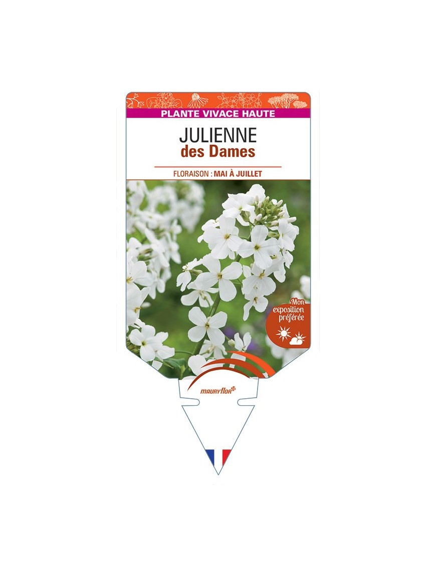 HESPERIS matronalis voir Julienne des Dames (blanc)