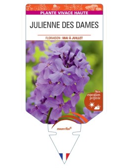 HESPERIS matronalis voir Julienne des Dames (lilas)