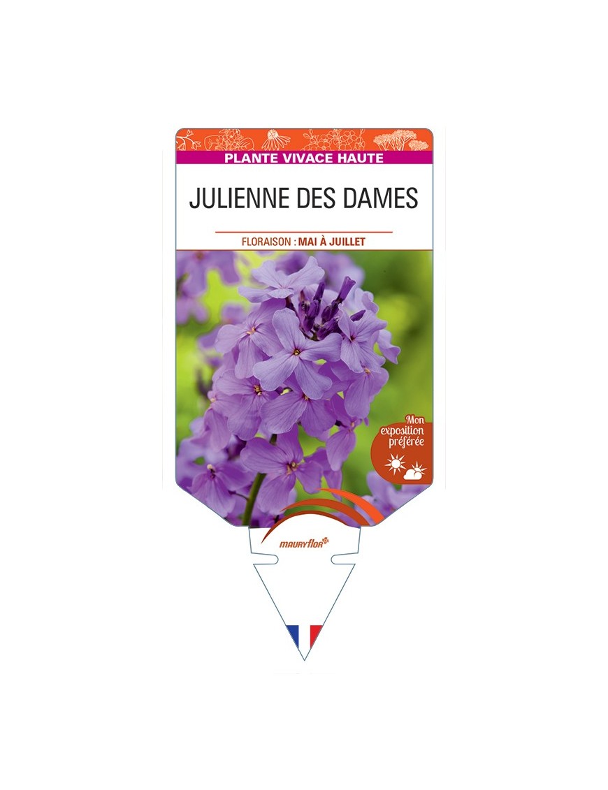HESPERIS matronalis voir Julienne des Dames (lilas)