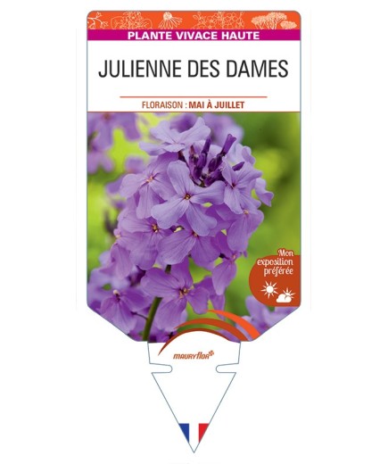 HESPERIS matronalis voir Julienne des Dames (lilas)