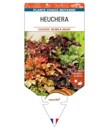 HEUCHERA