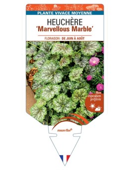 HEUCHERA (americana) Marvellous Marble