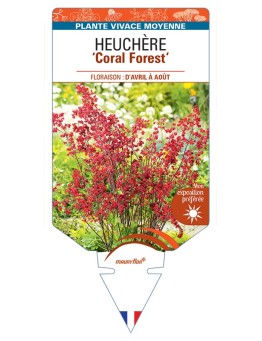 HEUCHERA (sanguinea) Coral Forest