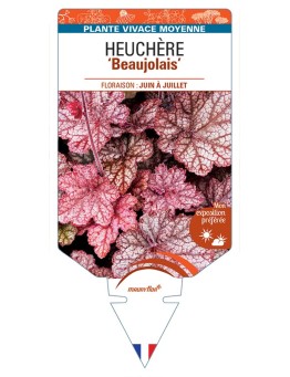 HEUCHERA Beaujolais