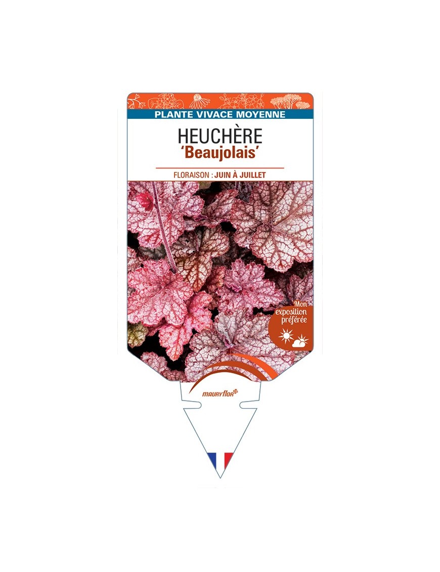 HEUCHERA Beaujolais