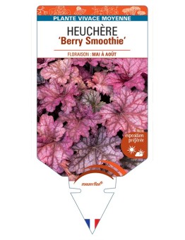 HEUCHERA Berry Smoothie