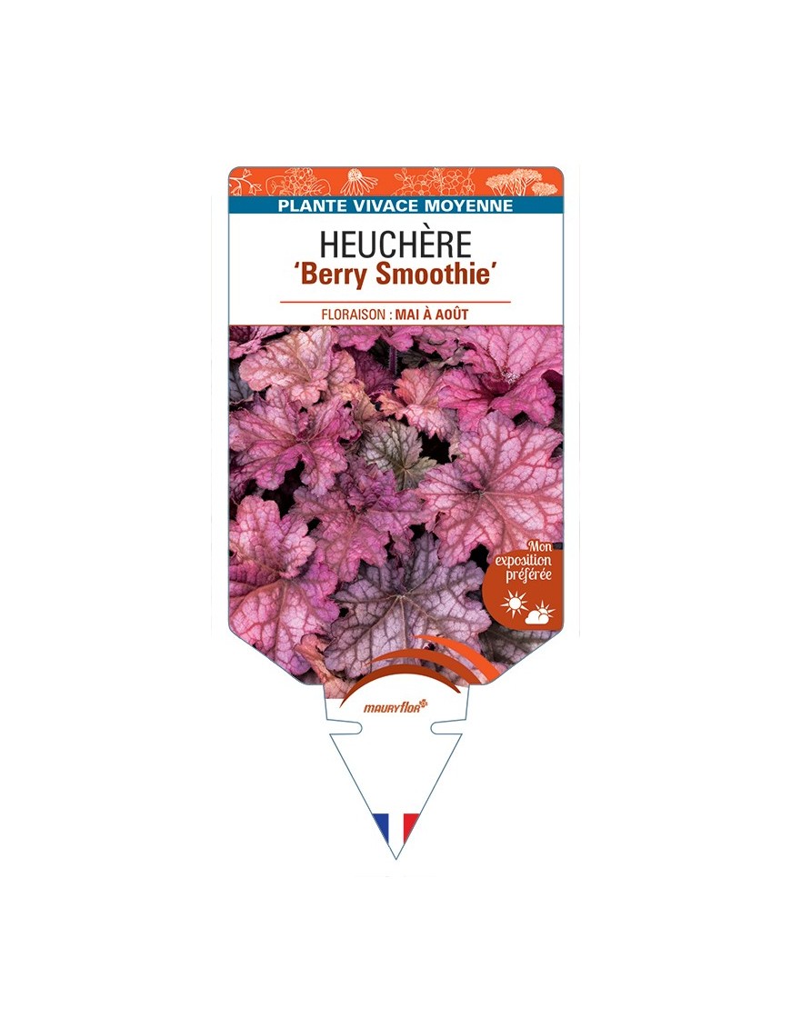 HEUCHERA Berry Smoothie
