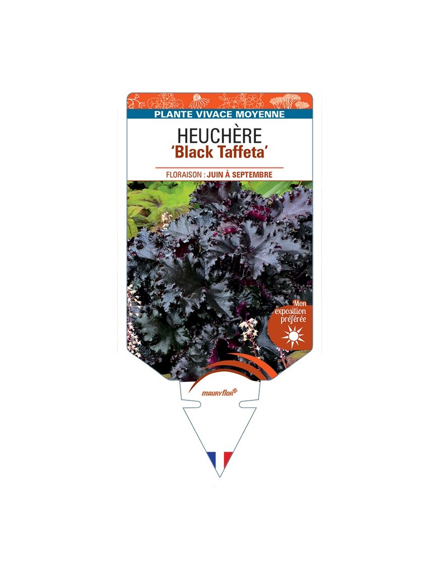 HEUCHERA Black Taffeta