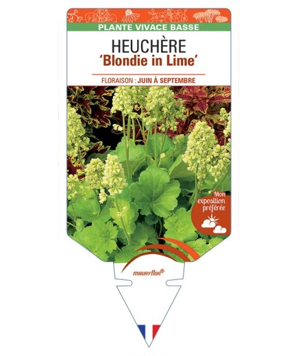 HEUCHERA Blondie in Lime
