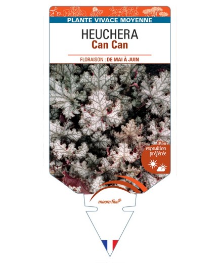 HEUCHERA Can Can