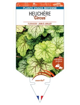 HEUCHERA Circus
