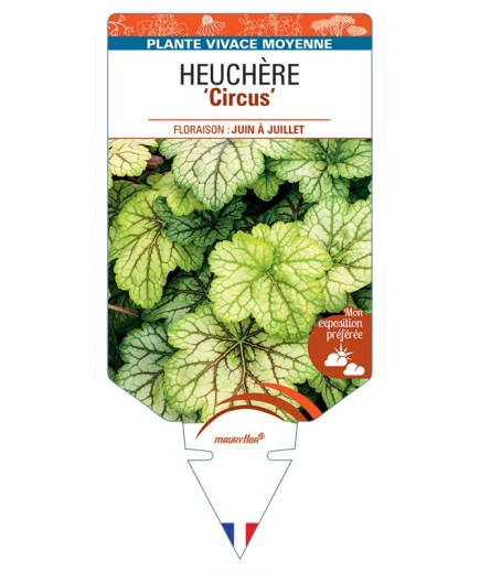 HEUCHERA Circus
