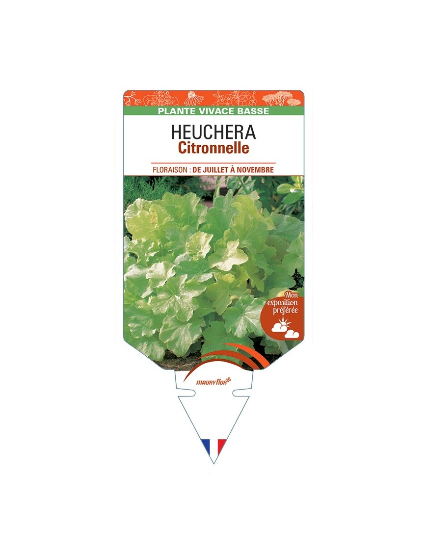 HEUCHERA Citronnelle