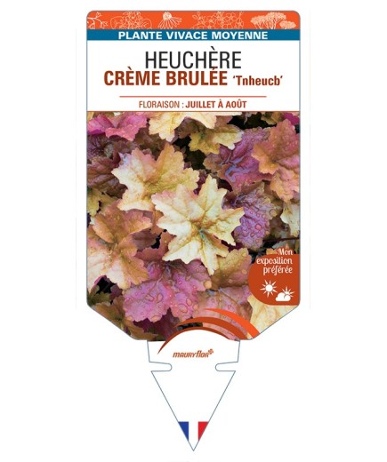 HEUCHERA CREME BRULEE Tnheucb