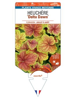 HEUCHERA Delta Dawn