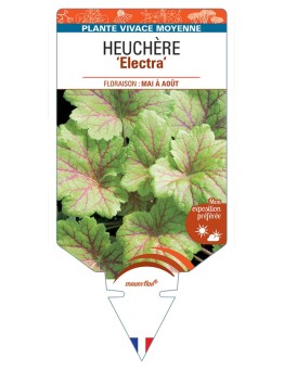 HEUCHERA Electra