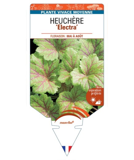 HEUCHERA Electra