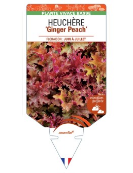 HEUCHERA Ginger Peach