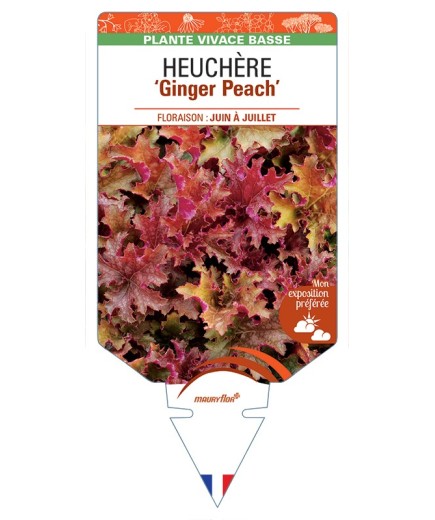 HEUCHERA Ginger Peach