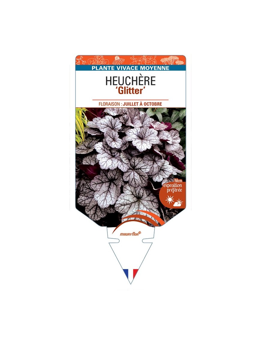 HEUCHERA Glitter