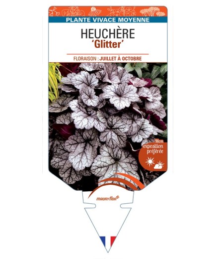 HEUCHERA Glitter