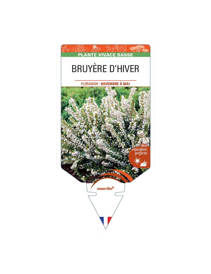 ERICA darleyensis voir BRUYÈRE D’HIVER (blanche) *