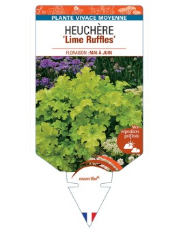HEUCHERA Lime Ruffles