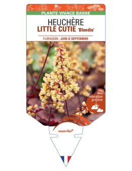 HEUCHERA LITTLE CUTIE Blondie