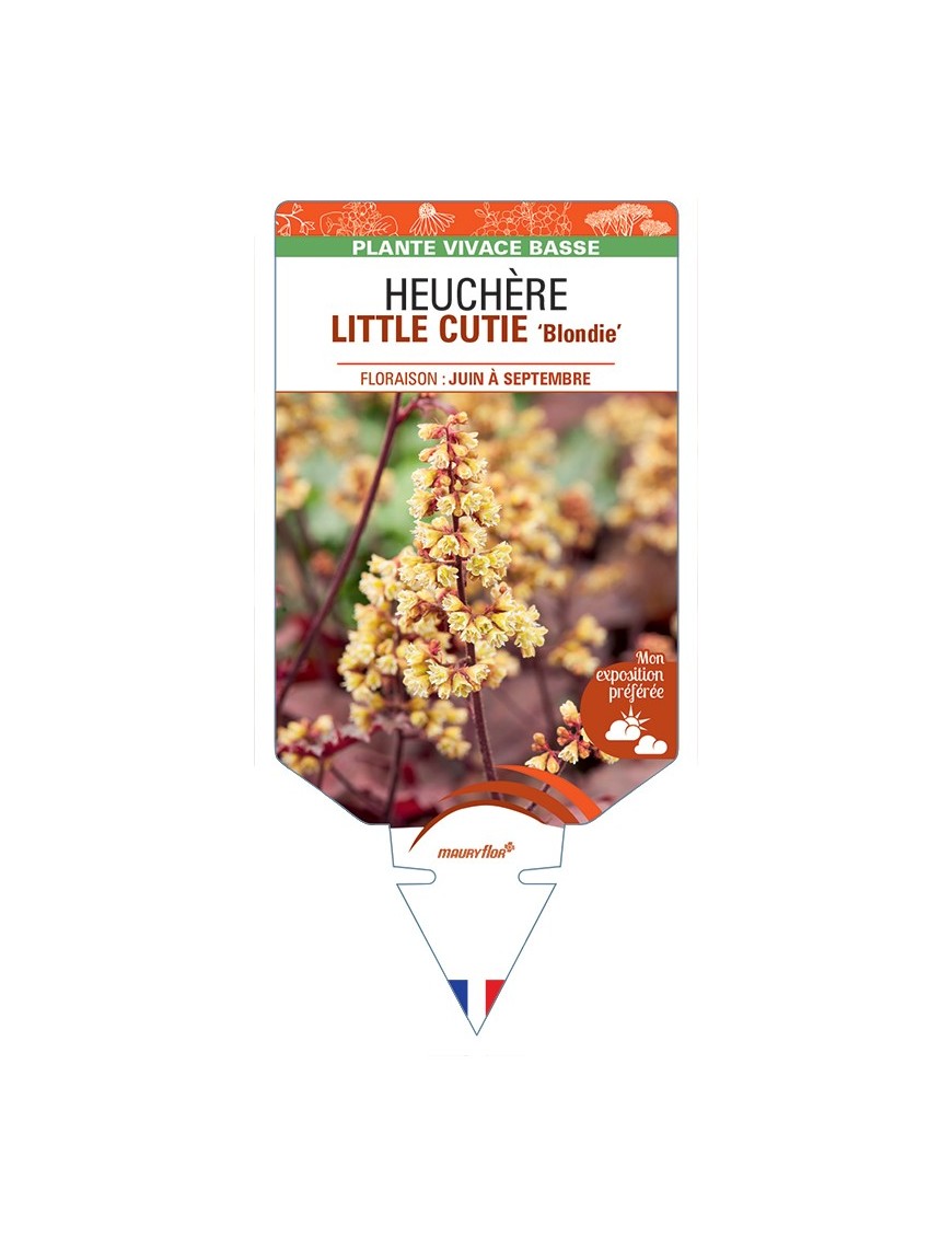 HEUCHERA LITTLE CUTIE Blondie