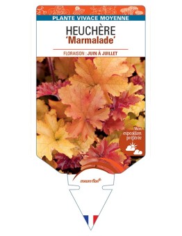 HEUCHERA Marmalade