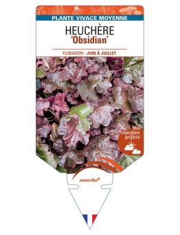 HEUCHERA Obsidian