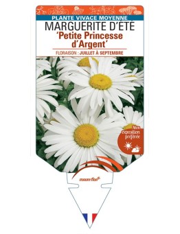 LEUCANTHEMUM 'Petite Princesse d'Argent' voir MARGUERITE D’ÉTÉ