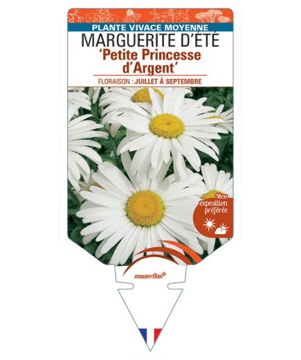 LEUCANTHEMUM 'Petite Princesse d'Argent' voir MARGUERITE D’ÉTÉ