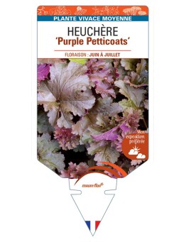 HEUCHERA Purple Petticoats