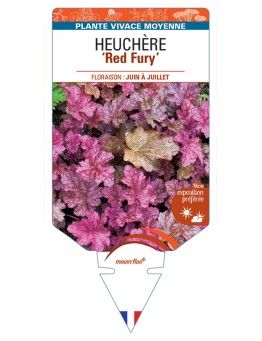 HEUCHERA Red Fury