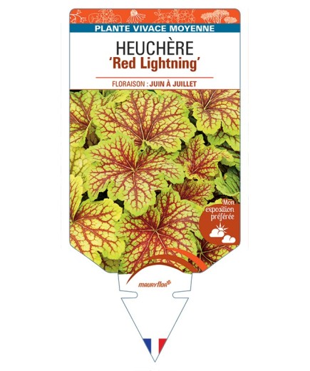 HEUCHERA Red Lightning
