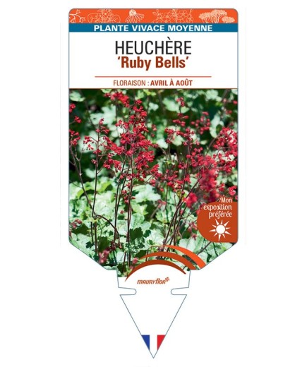 HEUCHERA Ruby Bells