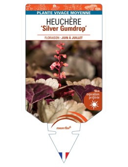 HEUCHERA Silver Gumdrop