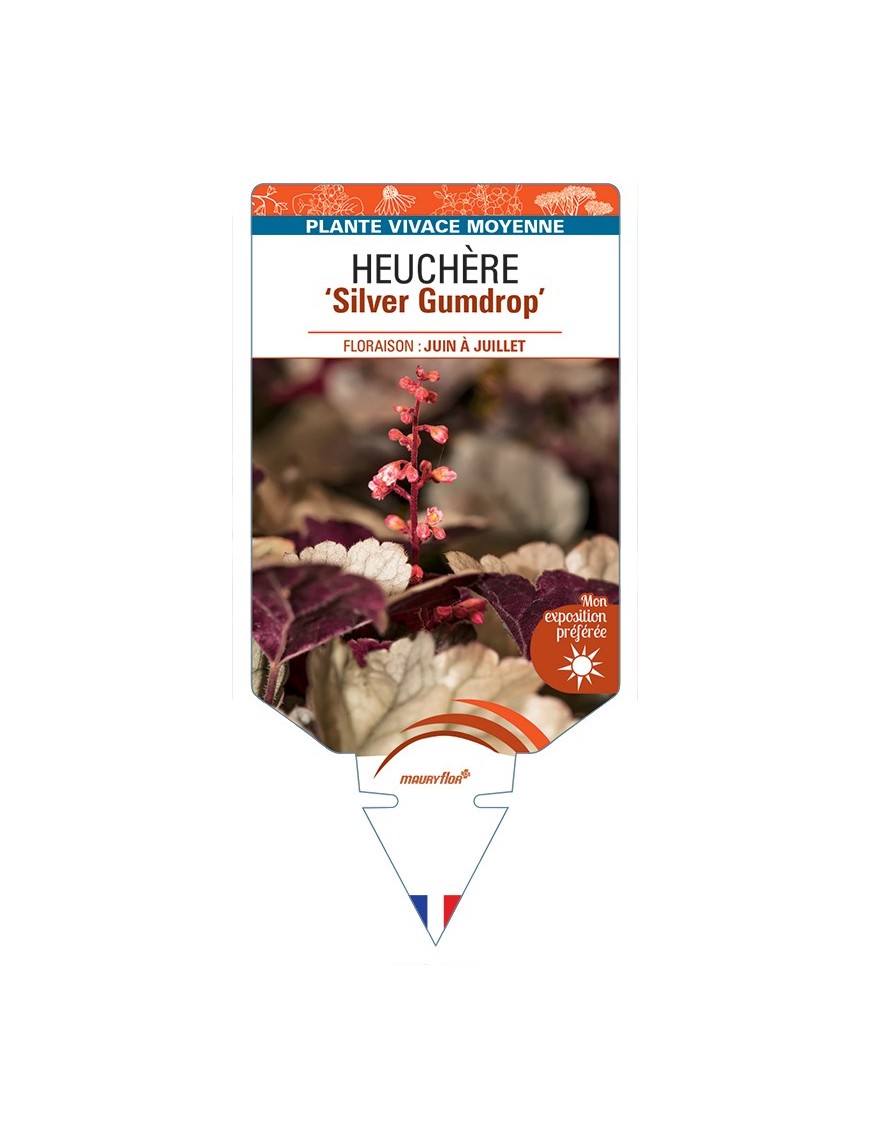 HEUCHERA Silver Gumdrop