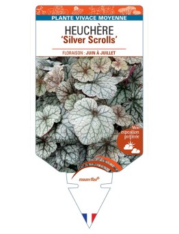 HEUCHERA Silver Scrolls