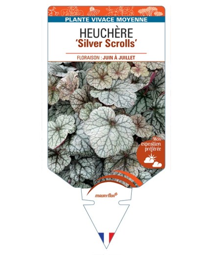 HEUCHERA Silver Scrolls