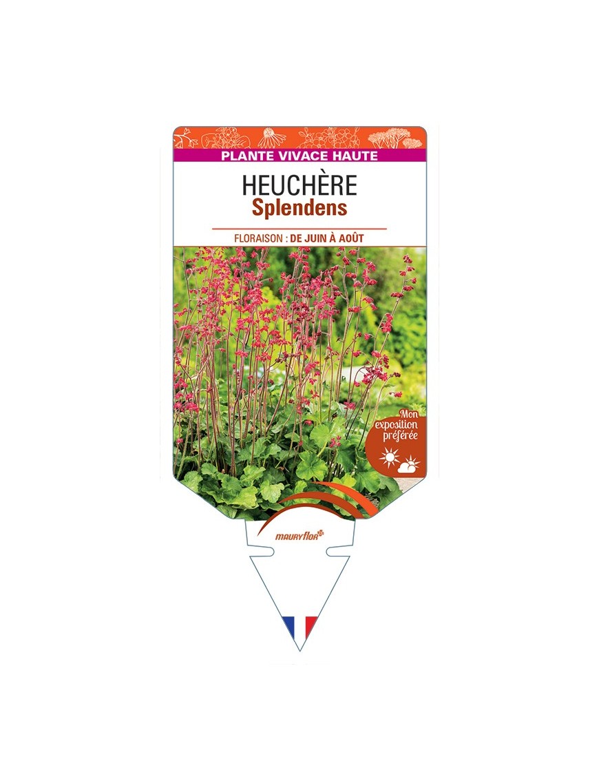 HEUCHERA Splendens