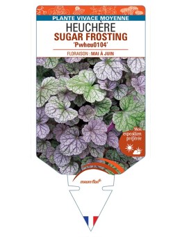 HEUCHERA SUGAR FROSTING Pwheu0104