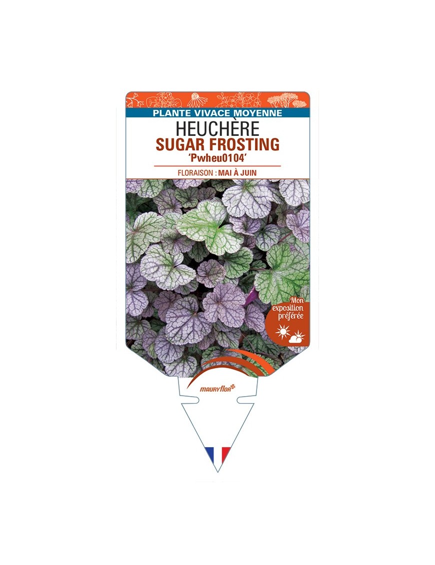 HEUCHERA SUGAR FROSTING Pwheu0104