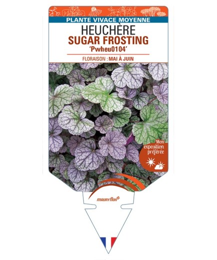 HEUCHERA SUGAR FROSTING Pwheu0104