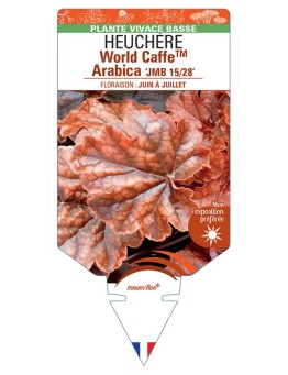 HEUCHERA World CaffeTM Arabica JMB 15/28