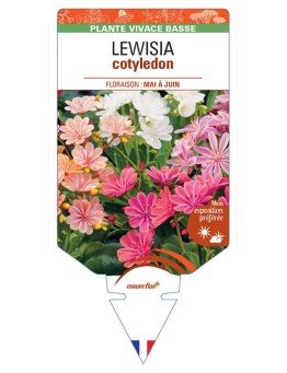 LEWISIA cotyledon (Hybrides)