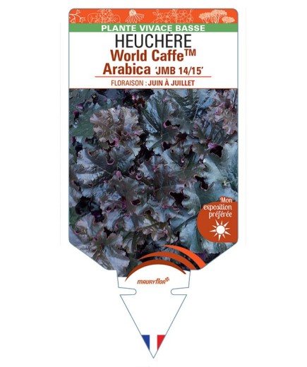 HEUCHERA World CaffeTM Arabica JMB 14/15